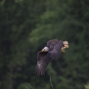 Large bird with dark wings and body, white head, and yellow beak and feet flies low in a gliding position