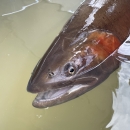 Lahontan cutthroat trout partially in water.