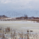 An ice coated wetland with geese and ducks.