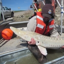 Pallid sturgeon captured on Missouri River