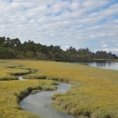 View of a meandering channel in a salt marsh with forest and cloudy sky in the background