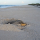 An image of a loggerhead sea turtle digging a nest on a sandy beach.