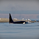 Orca Whale Hunting Seals on the Dungeness Spit