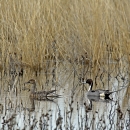 Male and female northern pintail pair in a wetland
