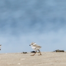 Two piping plover chicks walking on the beach