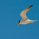 California least tern flying. A plain, dark blue sky in the background. 