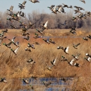 Group of mallards take flight over open wetland.