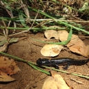 Santa Cruz long-toes salamander metamorphism 