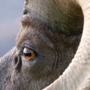 Close-up view of a desert bighorn sheep