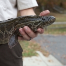 FWS biologist holding a northern snakehead