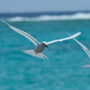 Two white terns fly forwards. The ocean with waves crashing in the back are behind them. 