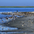 Shorebirds on the beach at Wolf Island NWR
