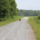 A young black bear looks back on a gravel road surrounded by forest
