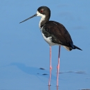A long-legged, slender bird wades through water. Th bird looks over its shoulder and back t the camera.