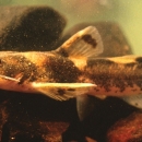 Small catfish with black speckling and noticeable barbels (whiskers) around the mouth.