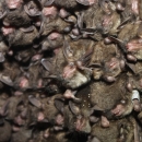 Cluster of roosting bats.