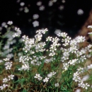 A white flowering plant.