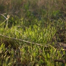 A low growing grass-like plant not currently in bloom.