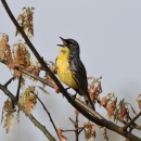Kirtland's Warbler calling from a tree.