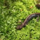 A small brown salamander with a tan strip down its back perches on green moss. 