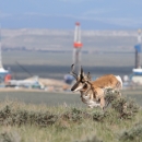 Pronghorn running through sagebrush with natural gas field facility in background.