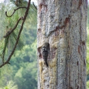A woodpecker perches near cavity on trunk of mature pine tree.