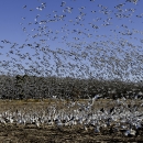 A flock of hundreds of snow geese taking off from an agricultural field