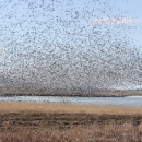 A large flock of snow geese swirling in unison as they descend upon a prairie wetland