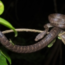 A boa (brown and black) wrapped around branches in a tree.