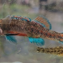 small colorful fish with bright blue and red-orange accented fins.