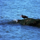 Black Oystercatcher standing on a rocky ledge surrounded by water