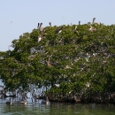 Brown pelicans nest on top of a Red mangrove 