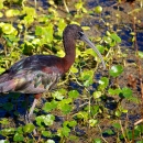 An image of a glossy ibis walking through mud and low vegetation.