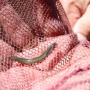 hand with pink net and juvenile lamprey