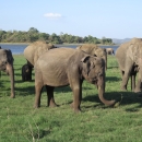 Asian Elephant Herd Udawalawe National Park