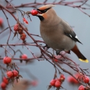Bohemian waxwing eating red berry with gray cloudy background