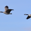 Canadian geese in flight