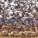 huge flock of mallards lifting off from a field