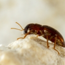 Comal Springs Riffle Beetle