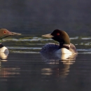 Three birds with black and white plumage, black bills, and red eyes rest on the water.