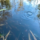 Juvenile fish swim in water with reeds, bubbles and ripples in the water.