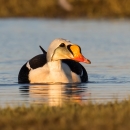 Duck with red, orange, and black bill, green cheek, blue head, and black and white body rests on the water