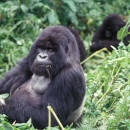 Mountain Gorilla