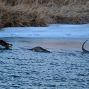 Three river otters frolic along the riverbank