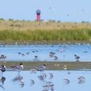 Shorebirds in shallow water with meadow and lighthouse in the background.
