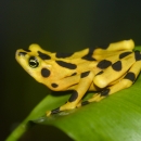 Panamian Golden Frog