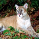 An image of a Florida Panther resting on the ground.