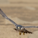 Falcon with grey plumage, grey cheek patches, and yellow and grey beak in mid-flight.