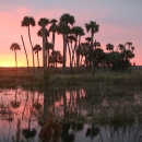 Sunrise view of cabbage palms surrounded by marsh