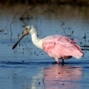 Roseate Spoonbill searching for food while standing in the water